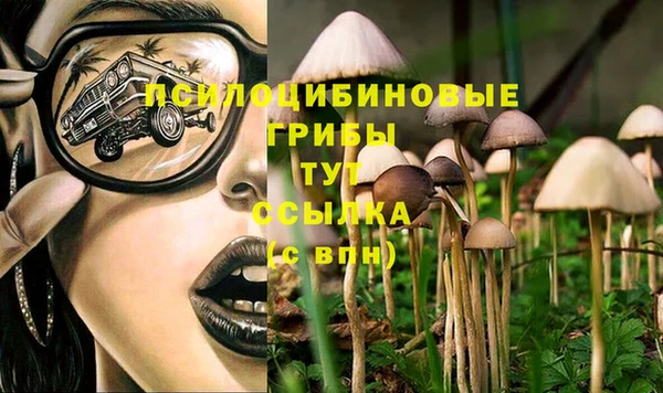 стаф Каменск-Шахтинский